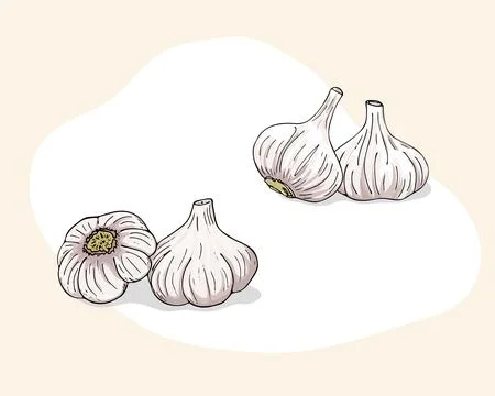 Garlic cloves vector set. Whole garlic bulb. Flat vector in cartoon style. Ga Stock Illustration