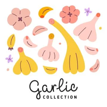 Garlic collection, vector illustration of garlic bulbs and cloves isolated on Stock Illustration