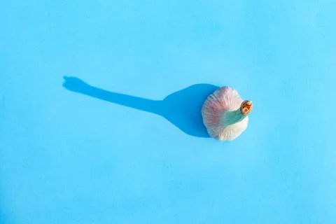 Garlic on a colored background with a hard shadow Photos