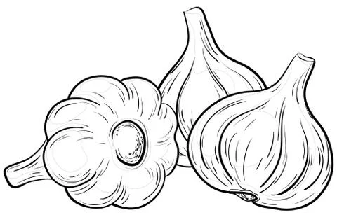 Garlic, contours Stock Illustration