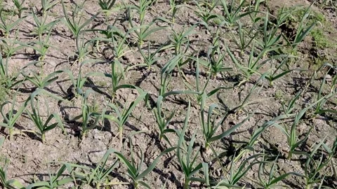 Garlic crop in the fields on a sunny day Stock Footage 239698134