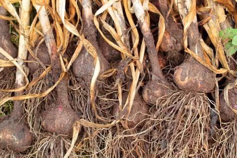 Garlic crop Stock Photos