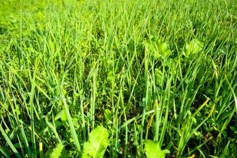 Garlic Crop Foto stock