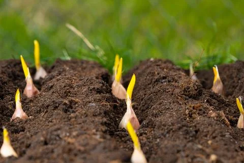 Garlic in dark soil close-up. selective focus. Stock Photos