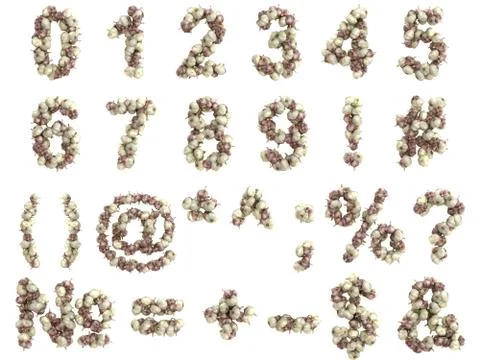 Garlic digits on white background Stock Illustration