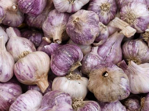 Garlic on display Stock Photos