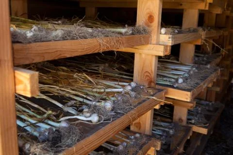 Garlic in drying room Stock Photos
