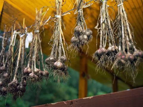 Garlic drying on a rope 写真素材