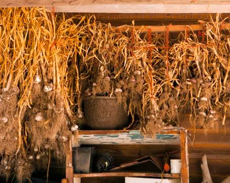 Garlic in the drying shed Stock Photos