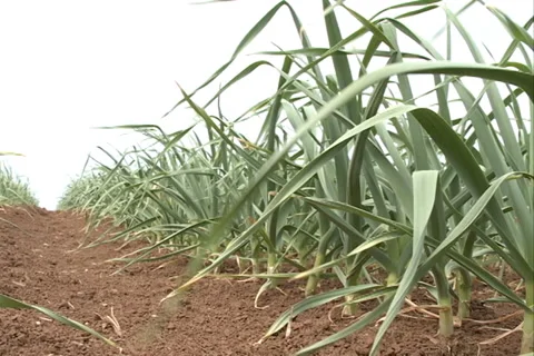 Garlic Field down shot SD-01 Video stock 37431881
