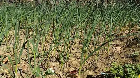 Garlic field  Stock Footage 244666087