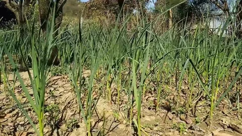 Garlic field  Stock Footage 244666089
