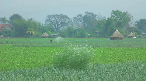Garlic field on a grey day Stock Footage 37841779