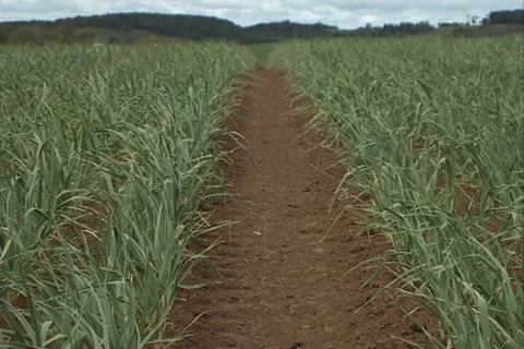 Garlic Field line Landscape SD-04 Video stock 37432860