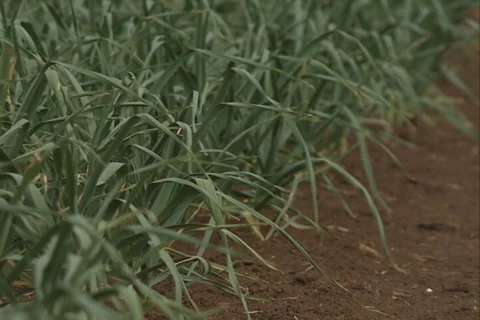 Garlic Field with soil SD-03 库存影片 37432880