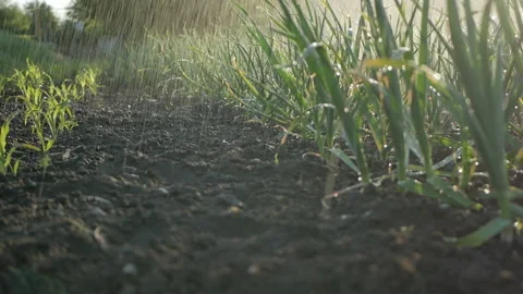 Garlic field in the vegetable garden Stock Footage 89826143