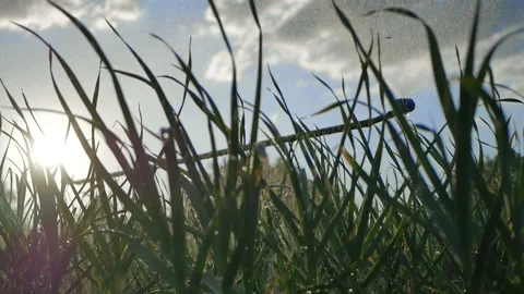 Garlic field in the vegetable garden Stock Footage 89826708