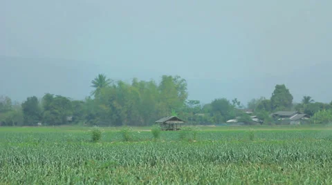Garlic field watering Stock Footage 37841734