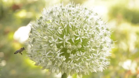 Garlic flower with bee Stock Footage 44642300