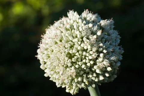 Garlic flower Stock Photos
