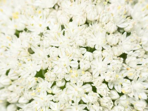 Garlic flower Stock Photos