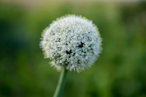 Garlic flower Stock Photos