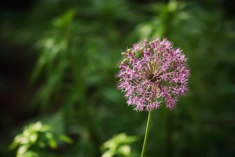 Garlic flower Stock Photos