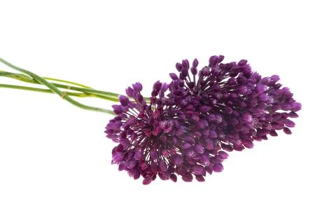 Garlic flower Stock Photos