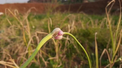 Garlic  flower in vegetable garden. 库存影片 152091440