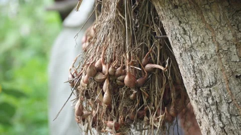 Garlic Stock Footage 205538043