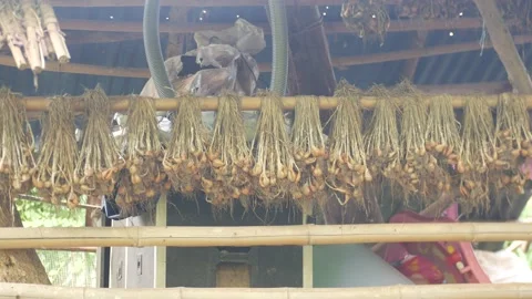 Garlic Vídeos de archivo 205538120