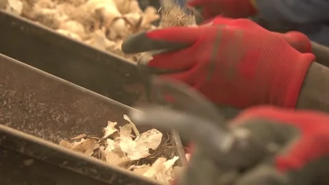 Garlic Stock Footage 287502456