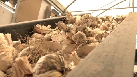 Garlic Stock Footage 287502566