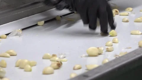 Garlic Stock Footage 287502802