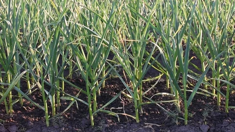 Garlic in the garden, backlight Stock Footage 110837104