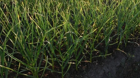 Garlic in the garden Stock Footage 110837108