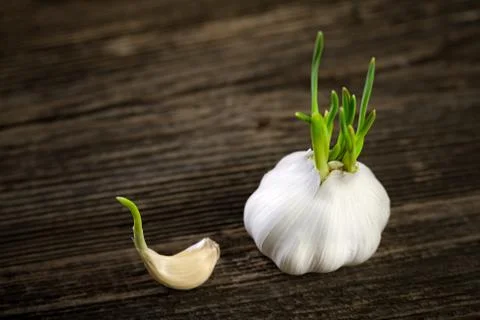 Garlic germinated Stock Photos