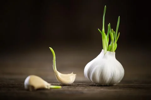 Garlic germinated Stock Photos