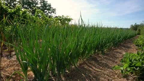 The garlic is growing Video stock 157234060