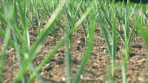 Garlic growing process in garden Stock Footage 258853883