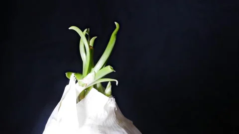 Garlic growing in spring. Stock Footage 193600373