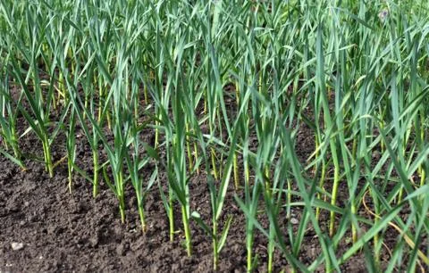 Garlic grows in field beds Stock Photos