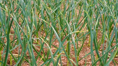 Garlic grows in the garden. Selective focus. Stock Footage 237692724