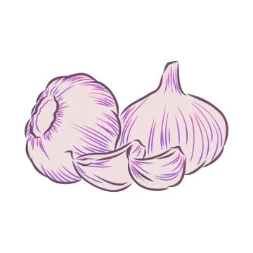 Garlic. Hand-drawn illustration converted to vectors. Pastel effect coloring. Stock Illustration