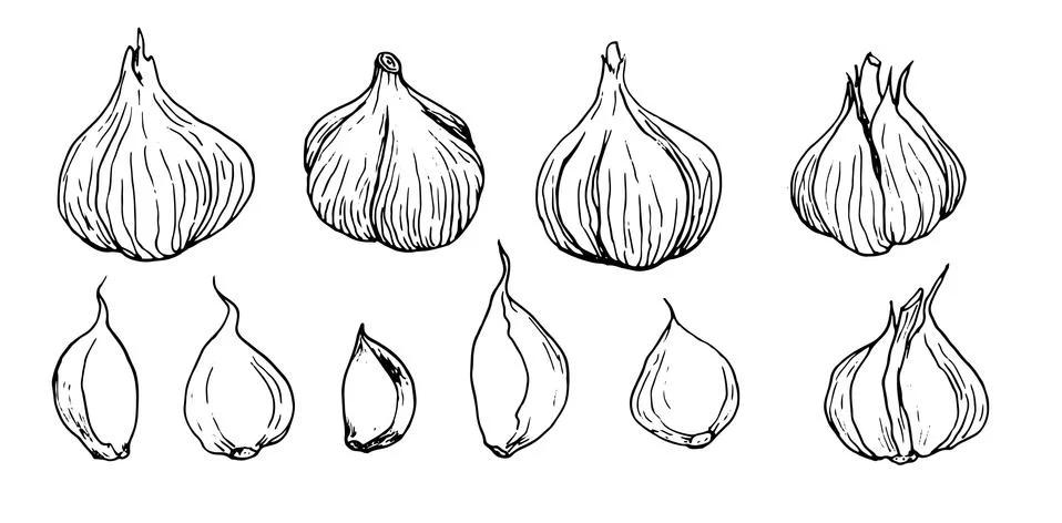Garlic hand-drawn set of vector illustrations. Isolated vegetable garlic, cut Stock Illustration