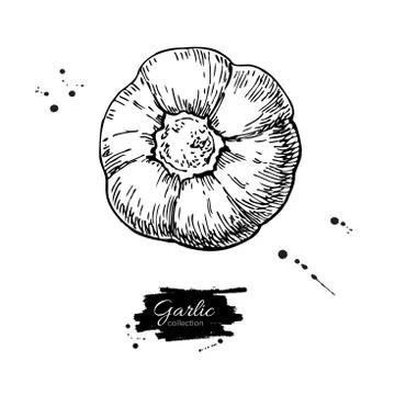 Garlic hand drawn vector illustration. Isolated Vegetable  Engra Illustrazione stock