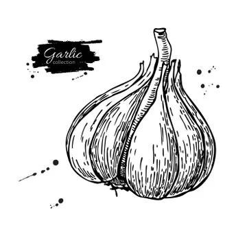 Garlic hand drawn vector illustration. Isolated Vegetable  Engra Stock Illustration