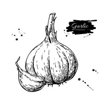 Garlic hand drawn vector illustration. Isolated Vegetable with c Illustrazione stock