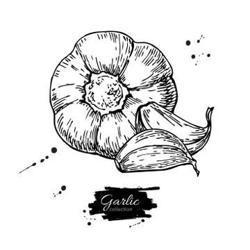 Garlic hand drawn vector illustration. Isolated Vegetable with c Illustrazione stock