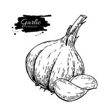 Garlic hand drawn vector illustration. Isolated Vegetable with c Illustrazione stock